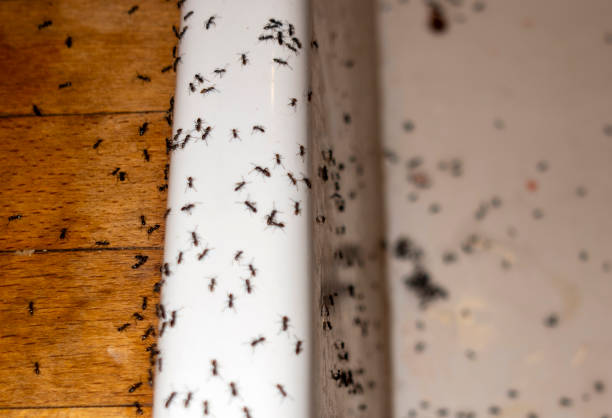 Professional Pest Control in West Valley City, UT