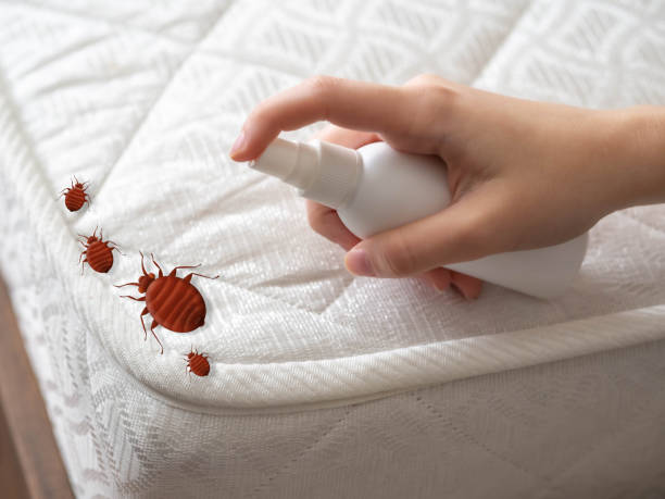 Best Emergency Pest Control  in West Valley City, UT